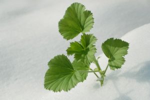 5 green leaf plant in snow