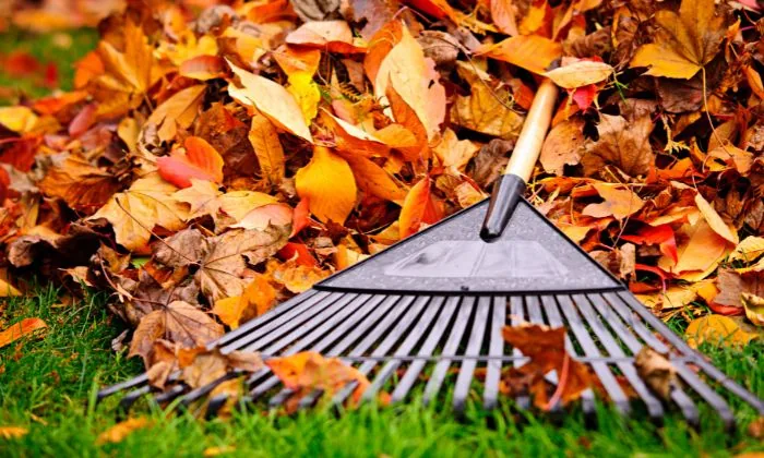 Pile of leaves with rake on top