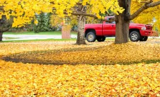 Red pickup truck by tree with fallen leaves all around