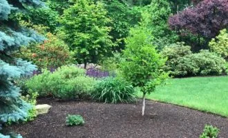 Spring Cleanups Landscaped area with fir trees and shrubs with fresh mulch