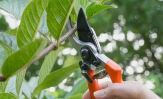 Hand with red pruners trimming tree