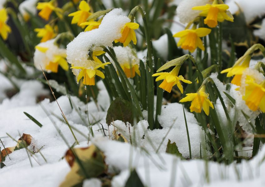 Daffodils emerging through snow