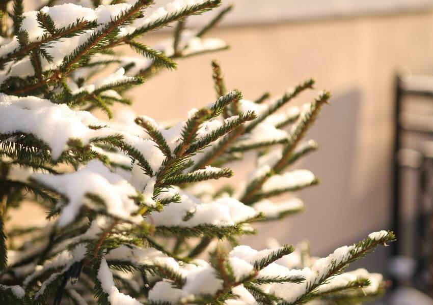 Evergreen tree covered by snow in front of porch
