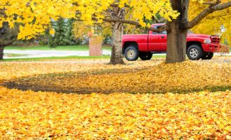 Fall Cleanups Red pickup truck by tree with fallen leaves all around
