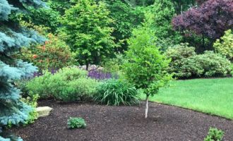 Spring Cleanups Landscaped area with fir trees and shrubs with fresh mulch