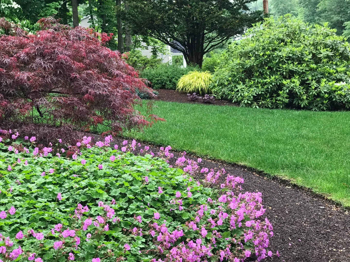 Vibrant landscaped garden with red Japanese maple, pink groundcover, green lawn, and shrubs.