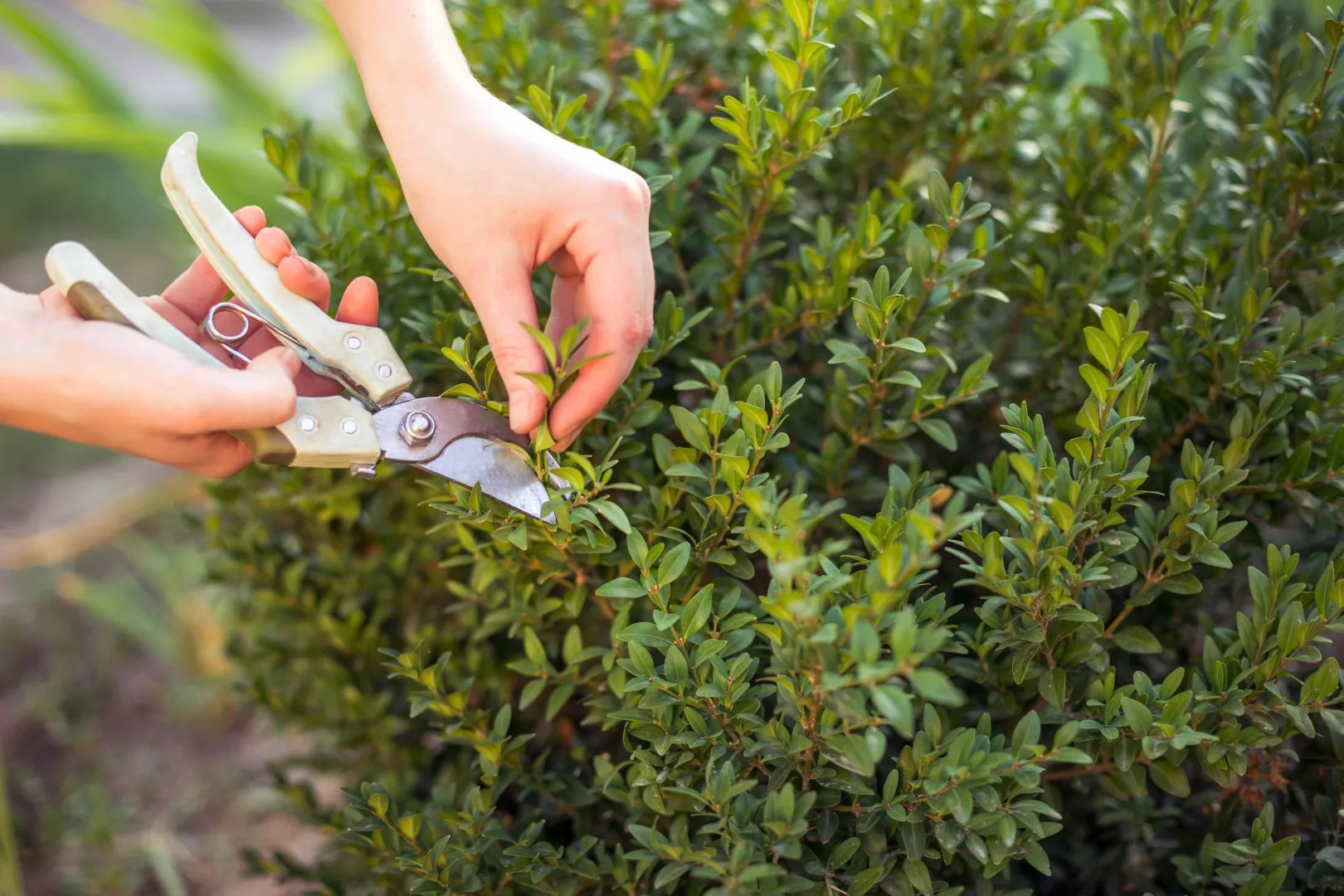 Trimmed shrubs and trees improving property appearance