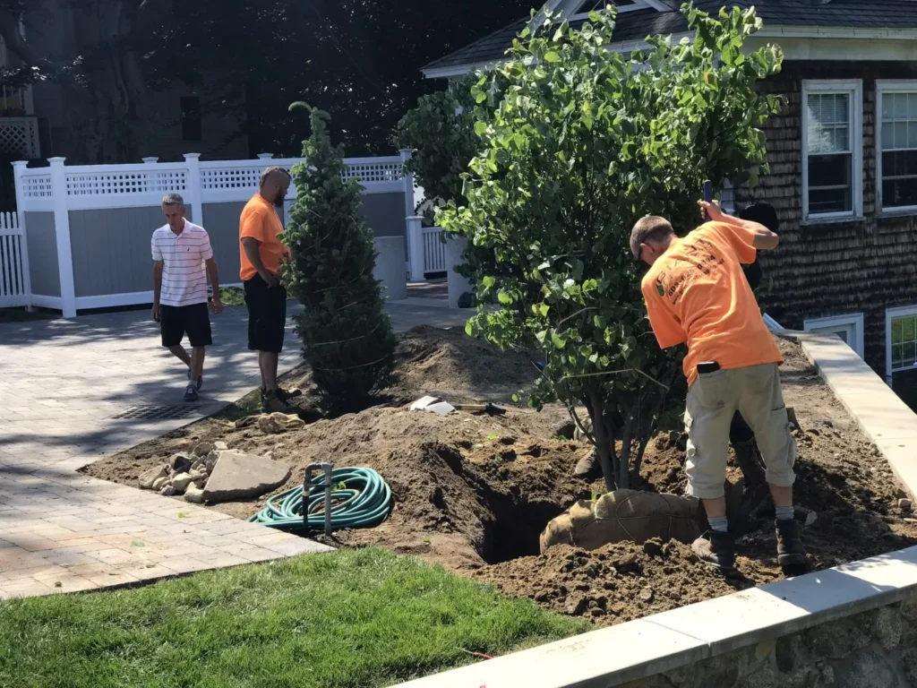 landscape crew installing a large tree
