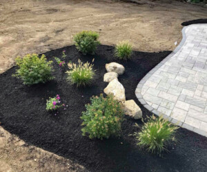Plants with mulch around them
